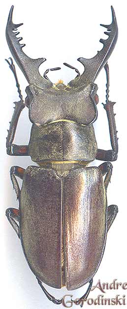 http://www.gorodinski.ru/lucanidae/Lucanus-maculifemoratus  dybowskyi.jpg